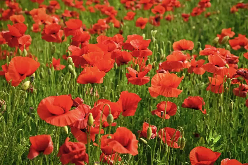 Red Poppy Fields